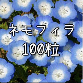 【ネモフィラのタネ】100粒 種子 種 花(その他)