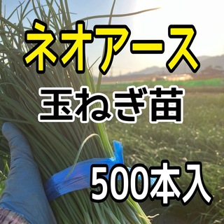 ネオアース玉ねぎ苗【中晩生】500本入‼️(野菜)