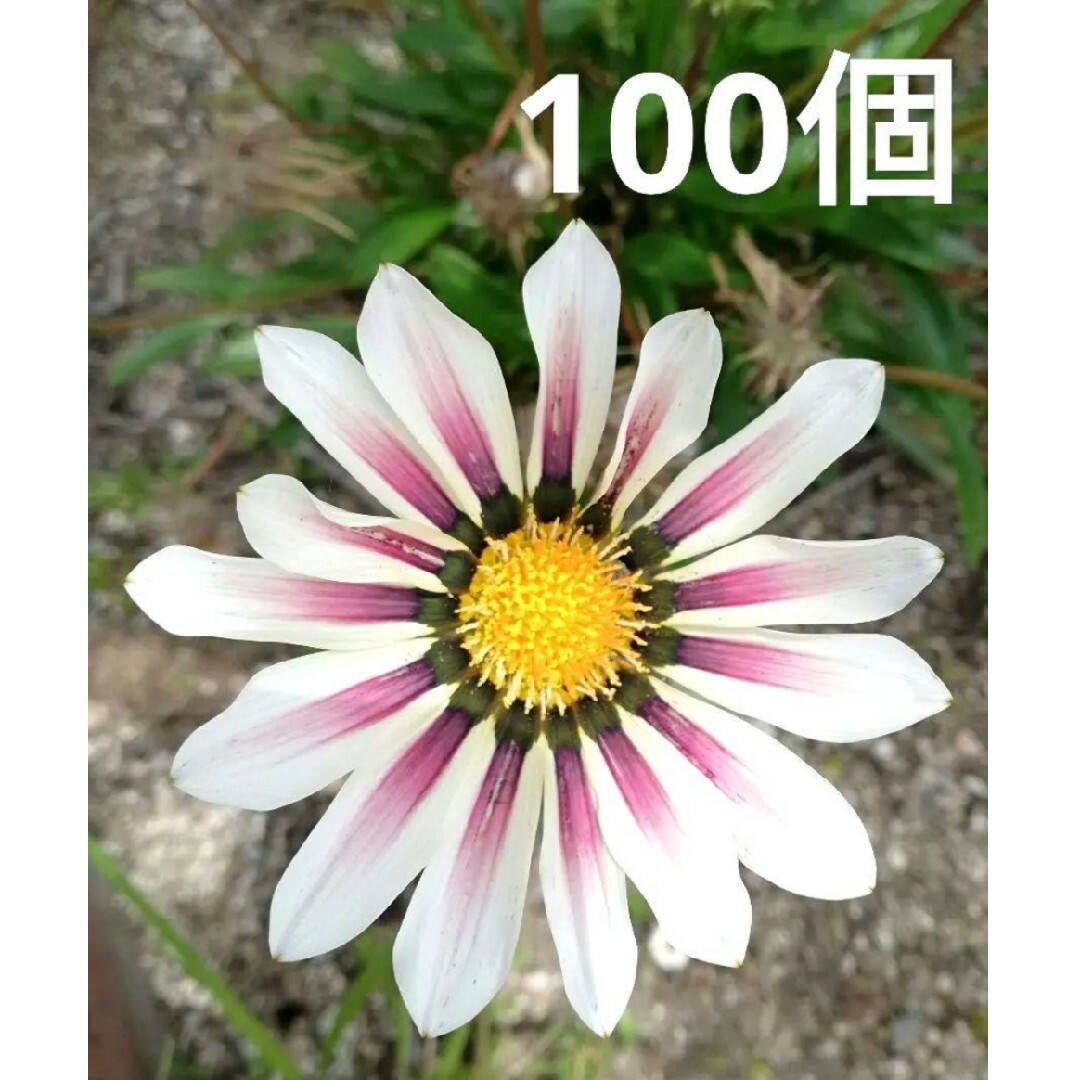 ガザニア　種　100個以上 ハンドメイドのフラワー/ガーデン(その他)の商品写真