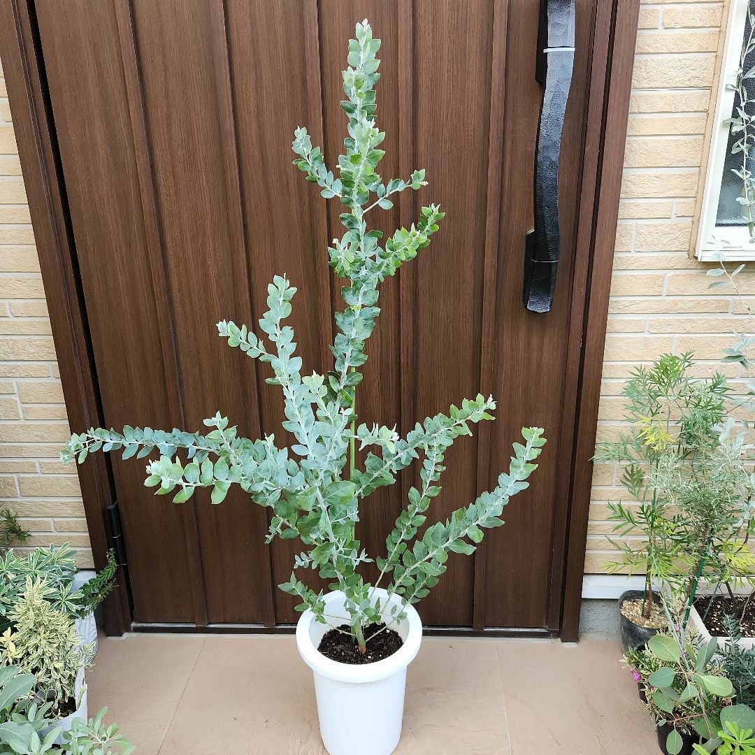 蕾付き♪　パールアカシア　鉢植え　苗　ミモザ　オージープランツ ハンドメイドのフラワー/ガーデン(プランター)の商品写真