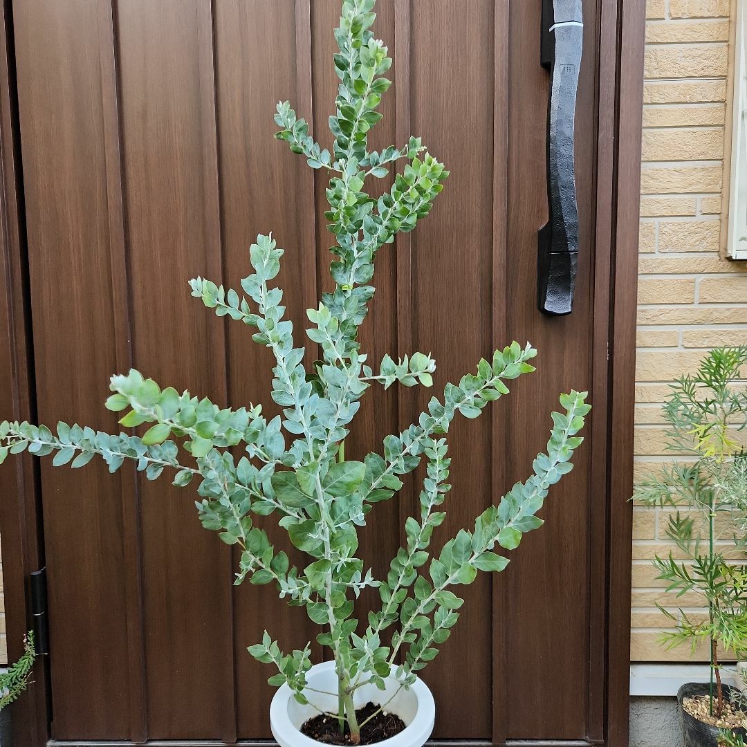 蕾付き♪　パールアカシア　鉢植え　苗　ミモザ　オージープランツ ハンドメイドのフラワー/ガーデン(プランター)の商品写真
