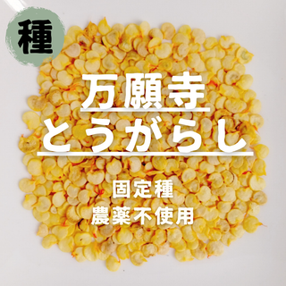 【種】万願寺とうがらし　無農薬　15粒(野菜)