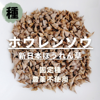 【種】ホウレンソウ　新日本ほうれん草　無農薬　100粒(野菜)