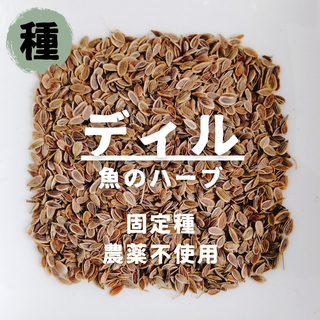 【種】ディル　無農薬　300粒(野菜)