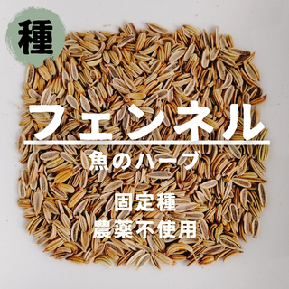 【種】フェンネル　無農薬　50粒(野菜)