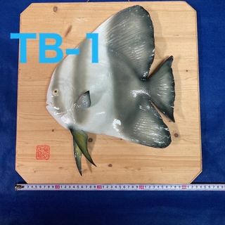 魚壁飾り　ツバメウオ成魚［額装］在庫現品のみ❗️(彫刻/オブジェ)