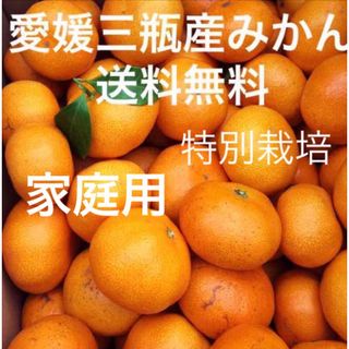 愛媛三瓶産みかん　家庭用　5kg(フルーツ)