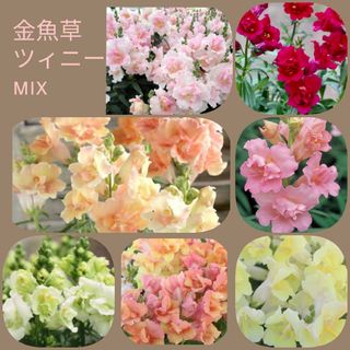 25粒　寄せ植えにも　ドレスのようにフワッと咲く✦金魚草ツィニーmix✦花の種(その他)