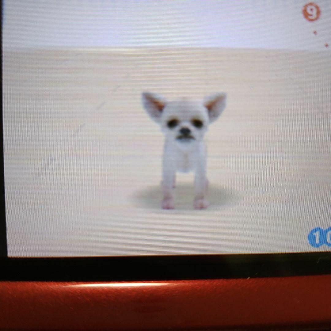 nintendogs チワワ＆フレンズ