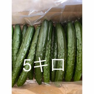 新鮮♬ 大分県産ハウスきゅうり　（胡瓜　キュウリ(野菜)