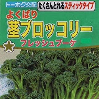 野菜種 たくさんとれる スティックタイプ 茎ブロックリー 種 15個(野菜)