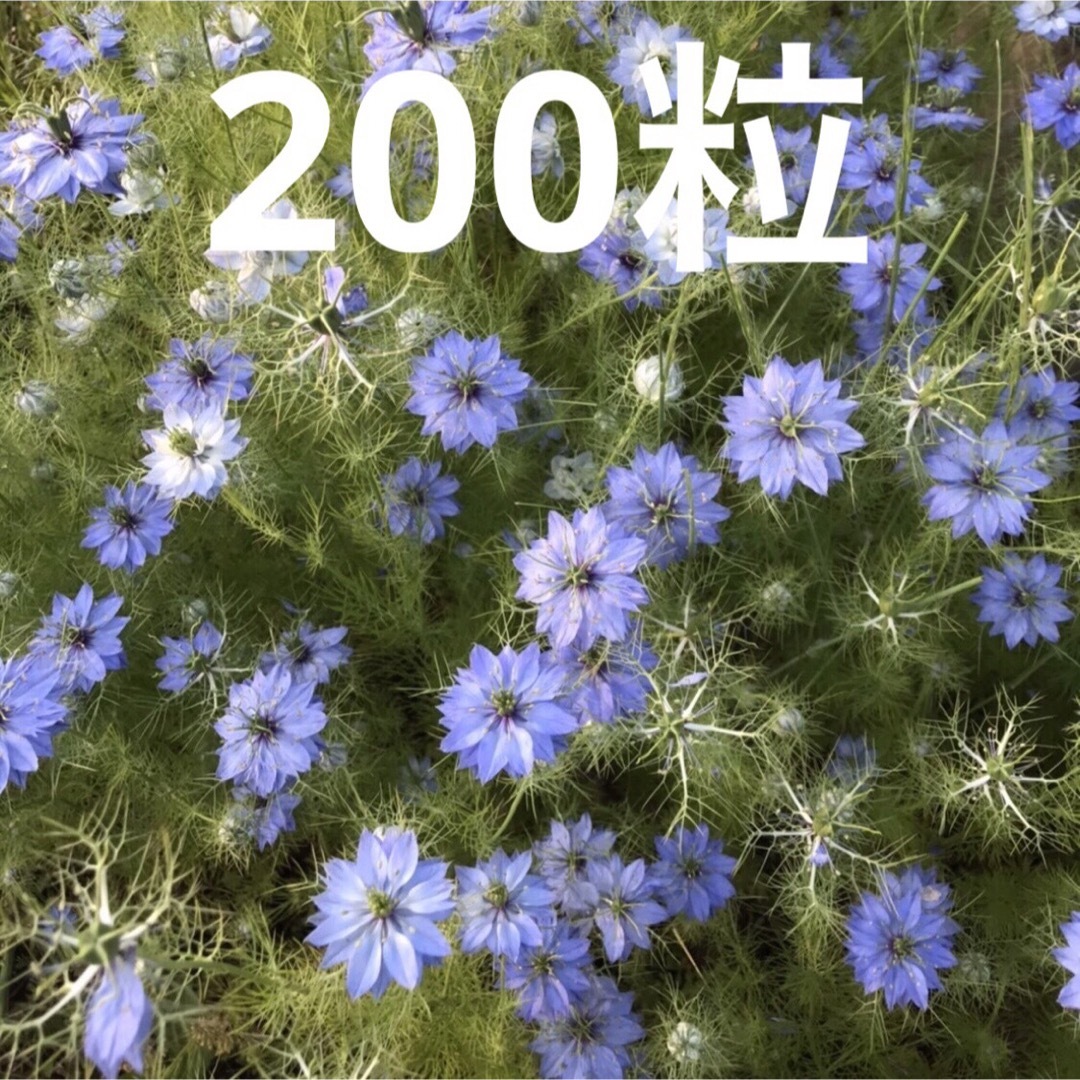 ニゲラ　種 ハンドメイドのフラワー/ガーデン(プランター)の商品写真