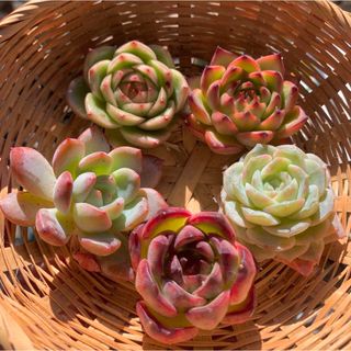 限定１セット❣️エケベリア5個詰め合わせ❤️多肉植物　寄植え　カット苗　韓国(その他)