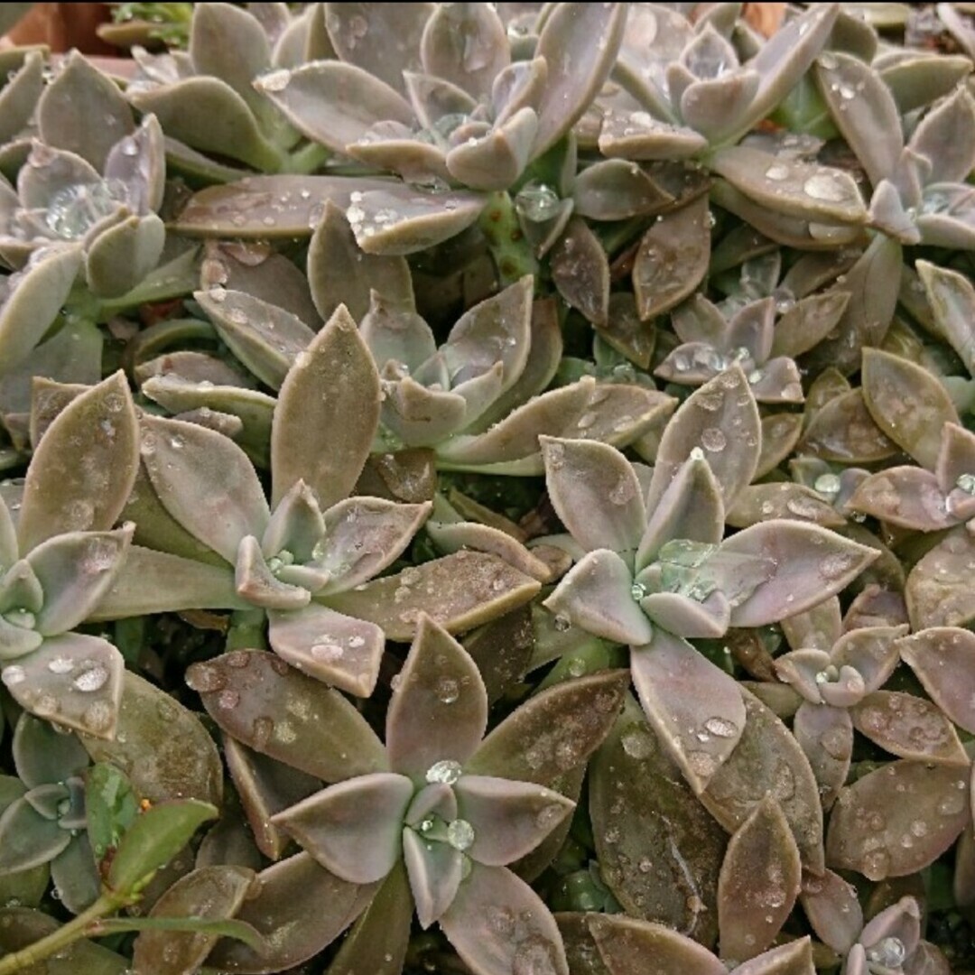 【多肉植物】朧月の小苗 ハンドメイドのフラワー/ガーデン(その他)の商品写真