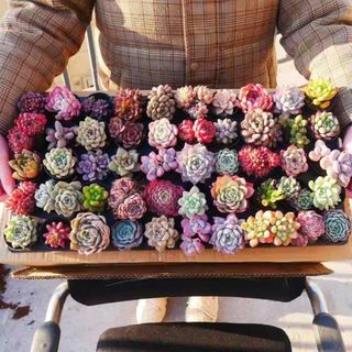 a5即購入OK セット 30苗 多肉植物 エケベリア(その他)