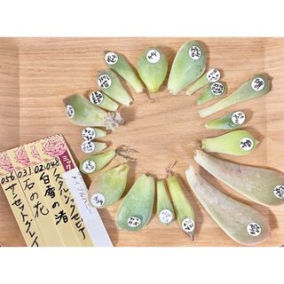 多肉植物 おらいさん苗などの葉挿し セット 20枚(その他)