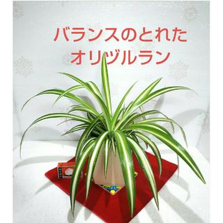 オリズルラン 斑入り 根付苗  繁栄 恋愛 仕事 美容運 観葉植物 オリヅルラン(その他)