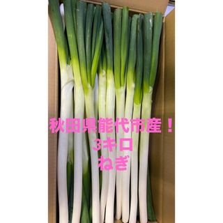 秋田県能代市産！3キロねぎ　※25〜30本入(サイズ変動あり)(野菜)