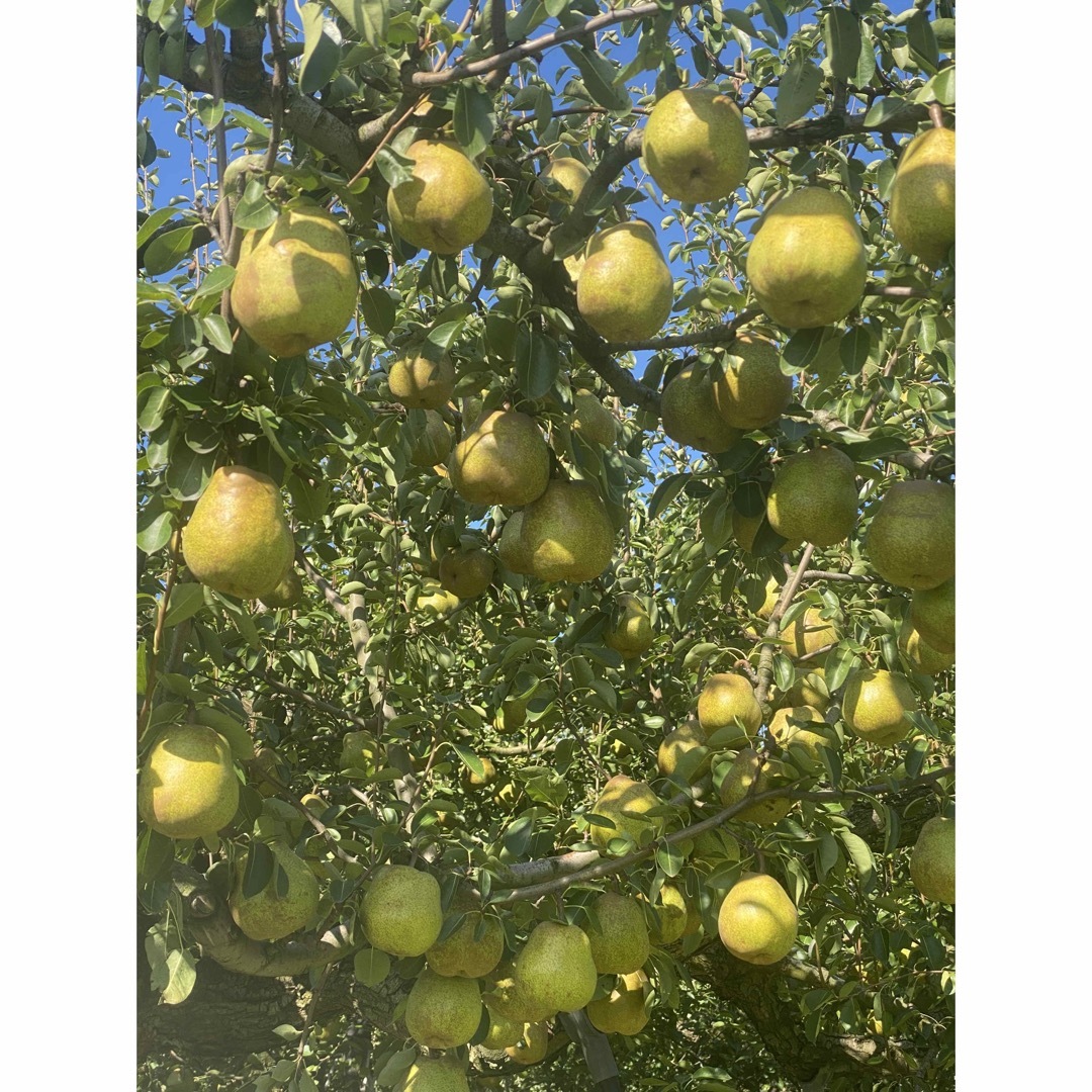 【訳あり品】山形県ラフランス洋梨🍐７キロ 食品/飲料/酒の食品(フルーツ)の商品写真