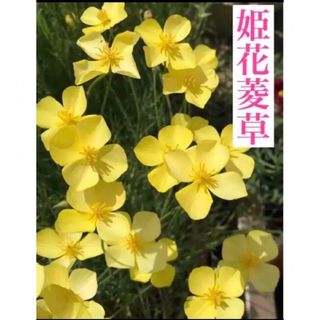 今が撒き時❗️姫花菱草の種　50個(その他)