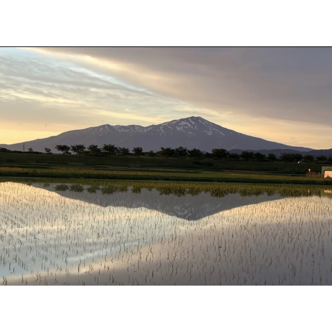 米/穀物自然栽培米 幻のお米 ササシグレ 令和５年産 山形県産 庄内米