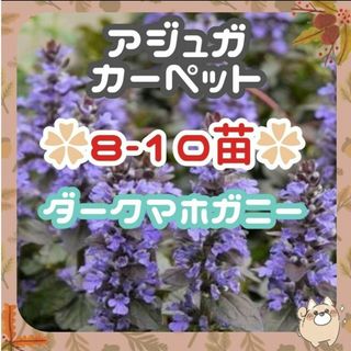 ✨整理の為8~10苗⑥✨根付き10-15cm☘️アジュガ苗ダークマホガニー(プランター)