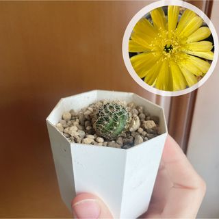 多肉植物　ミニサボテン　黄彩丸　黄彩玉　フェロカクタス属　カキ仔　カット苗　1個(その他)