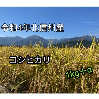 令和4年長野産コシヒカリ1kg　＋おまけ70g(米/穀物)