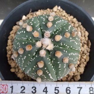 サボテン🌵兜丸(その他)