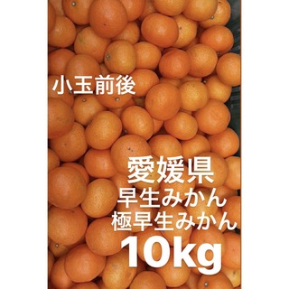 愛媛県産　極早生みかん　早生みかん　柑橘　家庭用　10kg(フルーツ)