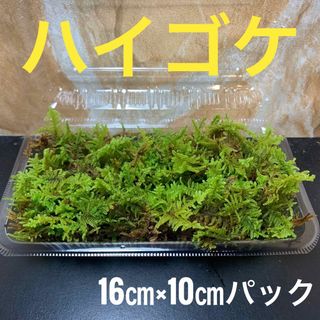 ハイゴケ　天然　こけ　コケ　苔テラリウム　コケリウム　苔玉(その他)