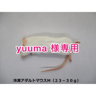 冷凍アダルトマウスM（23-30g）50匹セット(爬虫類/両生類用品)