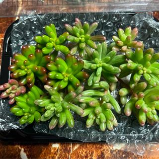 多肉植物　オーロラと虹の玉(その他)