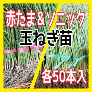 赤玉ねぎ、ソニック早生玉ねぎ苗の各50本ずつセット‼️(野菜)