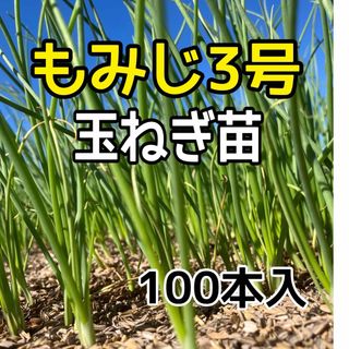 もみじ3号玉ねぎ苗100本入‼️(野菜)