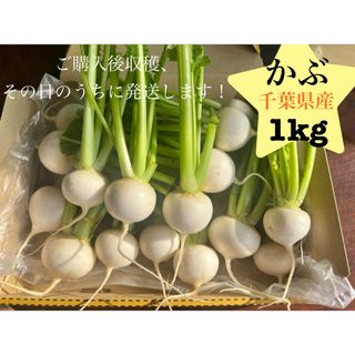 今が旬　かぶ　1kg コンパクトいっぱい　朝取り(野菜)