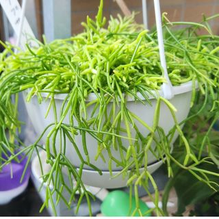 多肉植物　リプサリス　カット苗(その他)