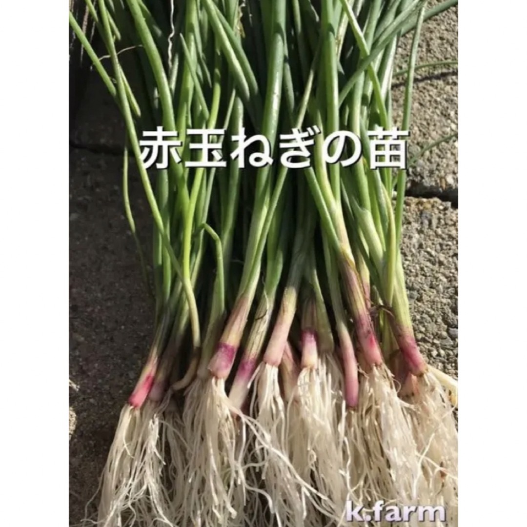 和歌山産　赤玉ねぎ苗30本、ターザン30本 食品/飲料/酒の食品(野菜)の商品写真