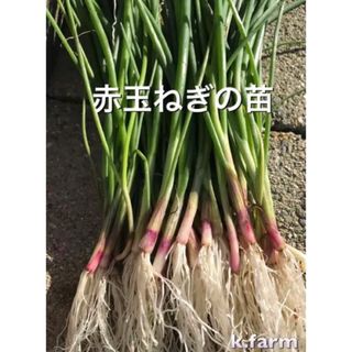 和歌山産　赤玉ねぎ苗30本、ターザン30本(野菜)