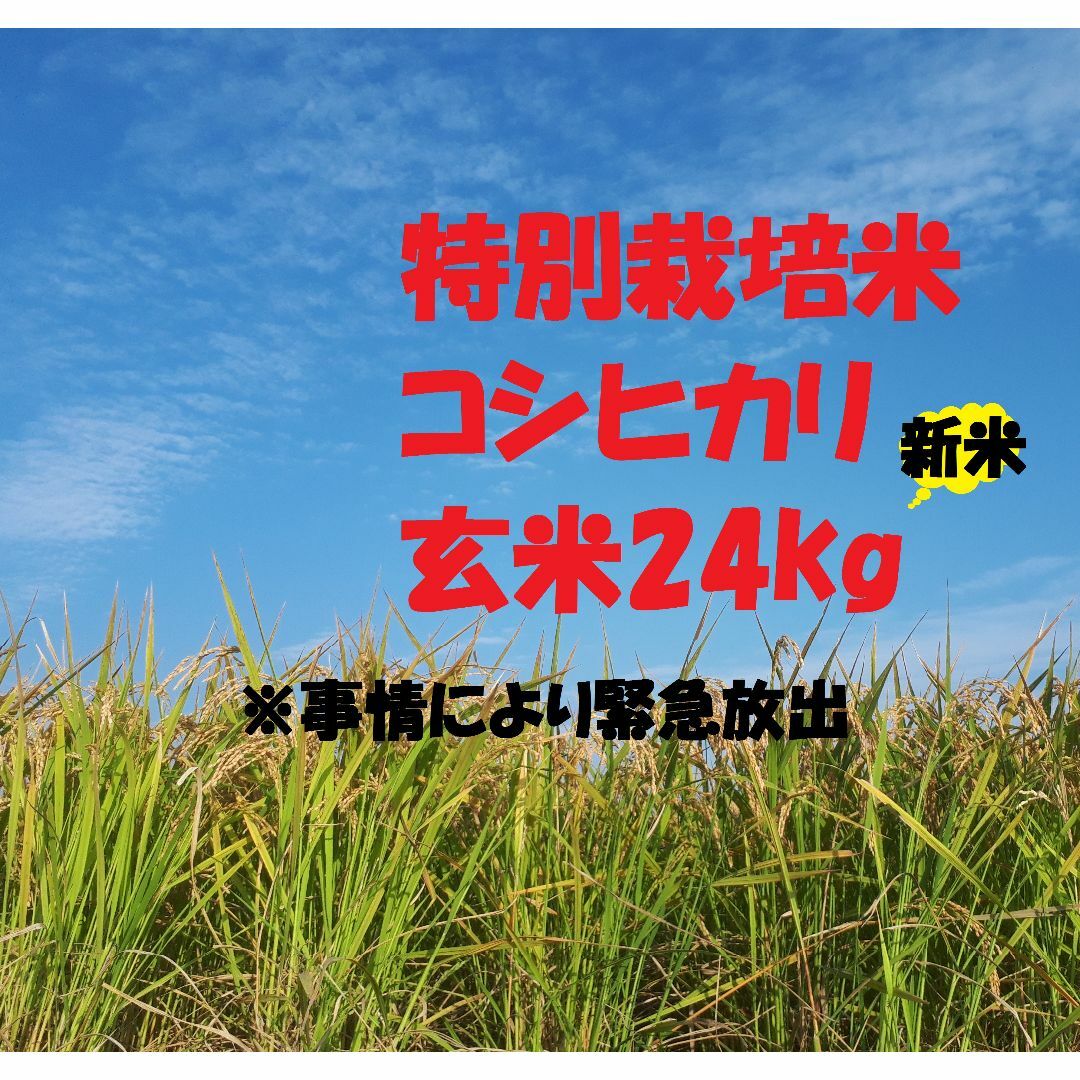 ★新米★特別栽培米コシヒカリ玄米２４ｋｇ米/穀物