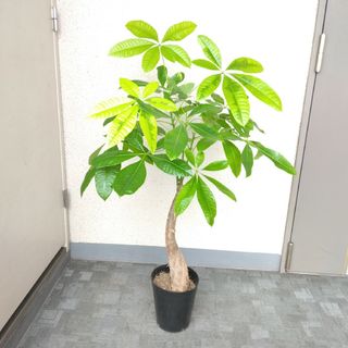 希少品種‼️①パキラムーンライト斑入り‼️観葉植物！接木！緑多め！高