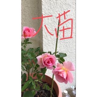 バラ 挿し木 四季咲き 大苗開花株(その他)