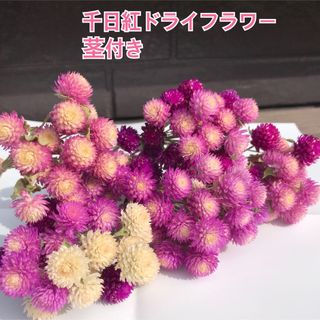 千日紅　ドライフラワー　茎付き　花材　リースやスワッグにおすすめ(ドライフラワー)