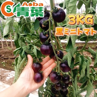黒ミニトマト　3kg　農薬不使用　ブラックチェリー　濃厚　茨城県産　農家直送(野菜)