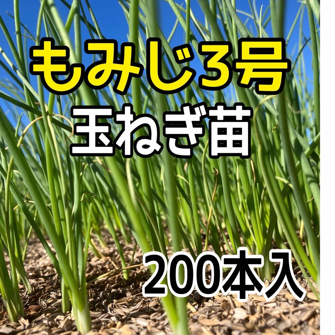 もみじ3号玉ねぎ苗 200本入‼️長期貯蔵可能‼️ 食品/飲料/酒の食品(野菜)の商品写真