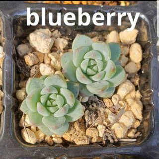 多肉植物 blueberry カット苗 2つ(その他)