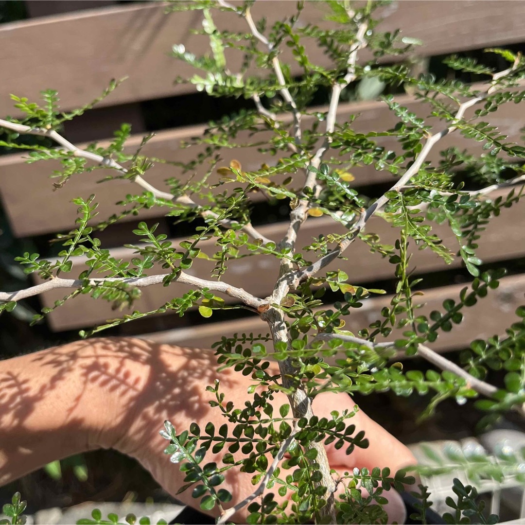 50%OFF】 オペルクリカリアパキプス 実生 流れた樹形 状態良好 植物