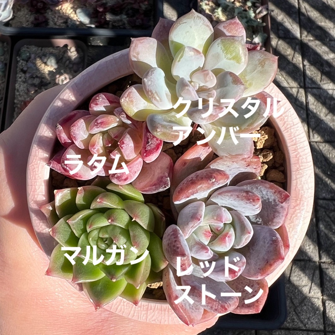 【訳あり】韓国苗　エケベリア　４苗セット　多肉植物　カット苗　寄せ植え ハンドメイドのフラワー/ガーデン(その他)の商品写真