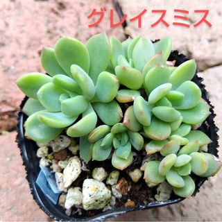 多肉植物　グレイスミス　発根済み(その他)