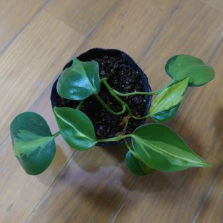 観葉植物  フィロデンドロン ブラジル  抜き苗(その他)